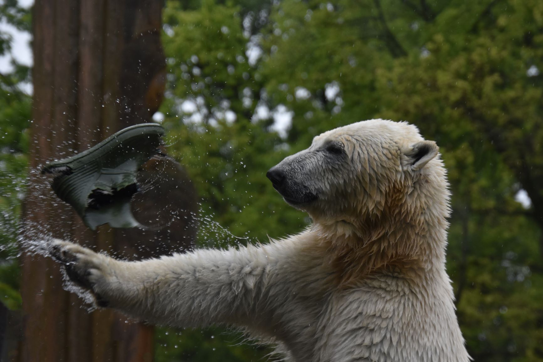Eisbär spielt mit Gummistiefel