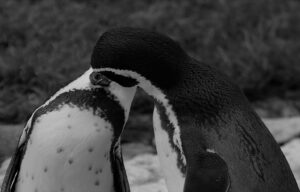schmusende Pinguine