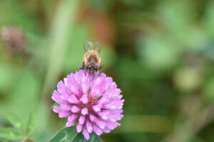 Fotografie einer Biene und einer Blume